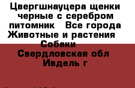 Цвергшнауцера щенки черные с серебром питомник - Все города Животные и растения » Собаки   . Свердловская обл.,Ивдель г.
